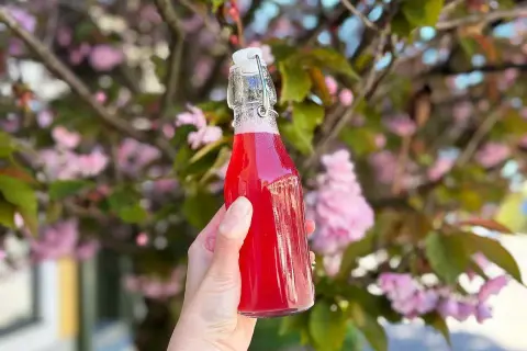 En hand håller en flaska med rosa rabarbersirap framför en blommande körsbärsträd.