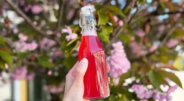 En hand håller en flaska med rosa rabarbersirap framför en blommande körsbärsträd.