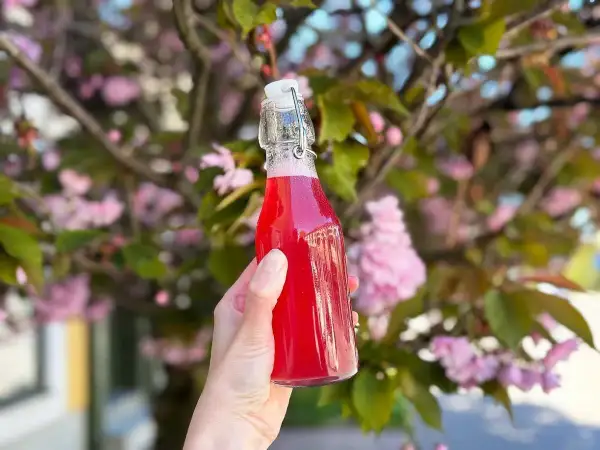 En hand håller en flaska med rosa rabarbersirap framför en blommande körsbärsträd.
